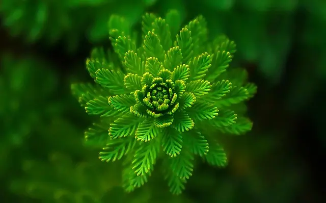 10 Astuces Ecologiques pour Réduire Votre Impact au Quotidien