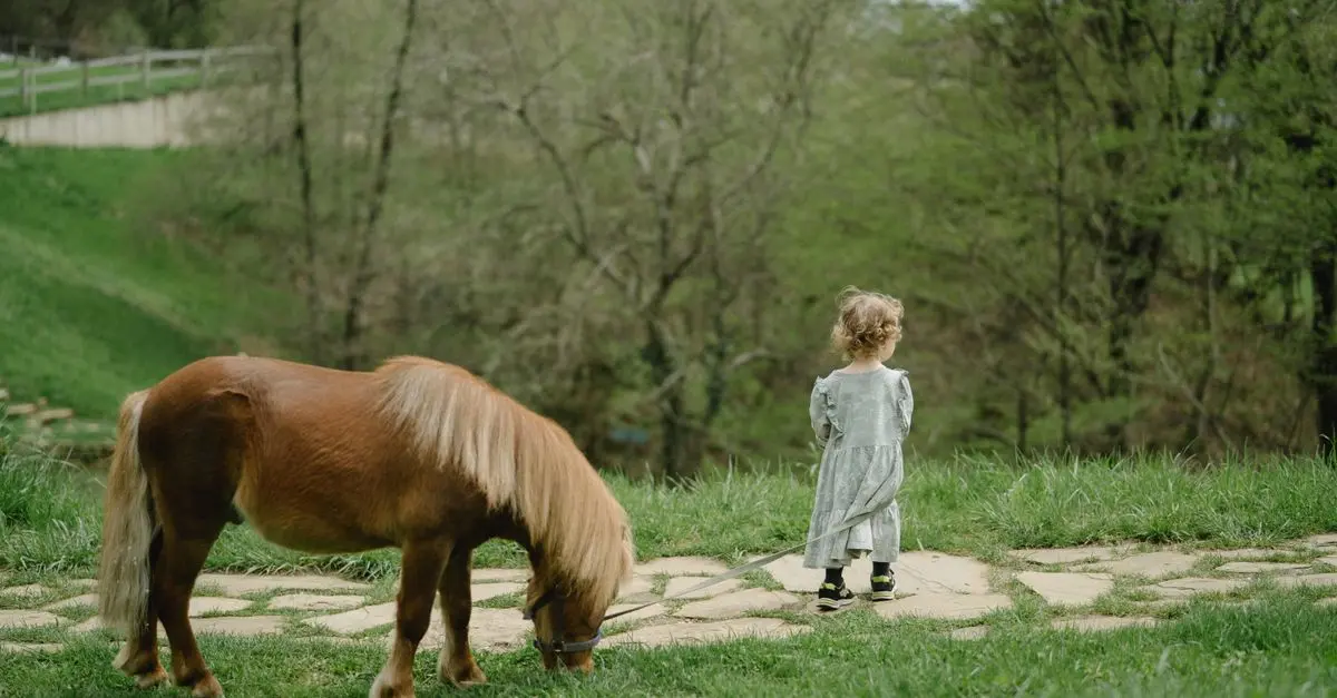 Comparatif : Cheval de Selle vs Poney, pour Total Débutant
