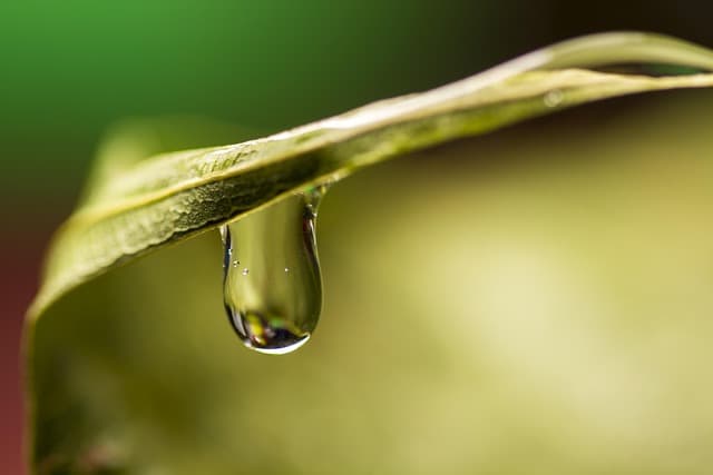 10 Astuces Écologiques pour Réduire votre Impact au Quotidien